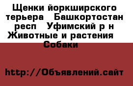 Щенки йоркширского терьера - Башкортостан респ., Уфимский р-н Животные и растения » Собаки   